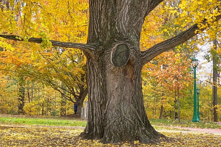 Ginkgo in fall